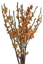 Ilex Gold s.v.