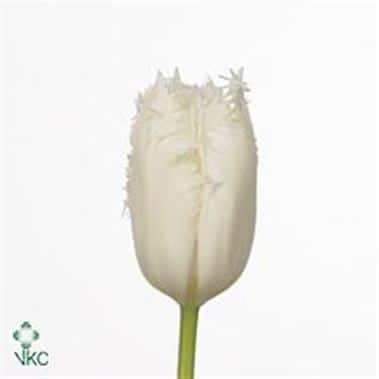 Tulip Frill Cambridge holl