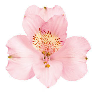 Alstro. Lt.Pink bmark