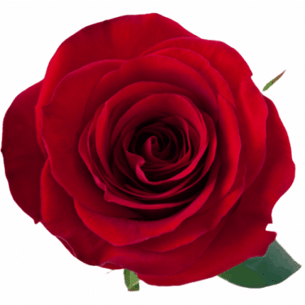 Rose Redvolution 50cm Rprima