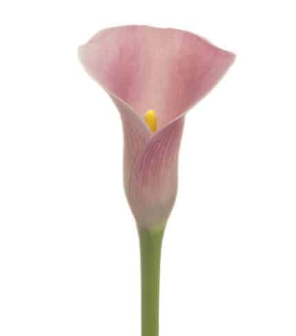 Callas PinkPanther sande