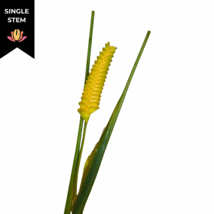 Calathea Rattle Snake Yellow (