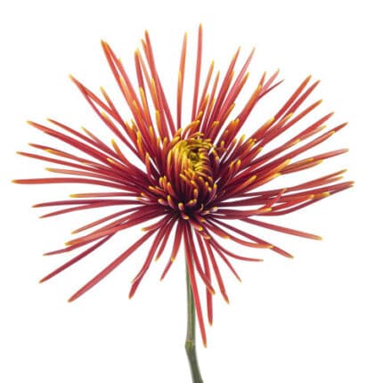 Mum Disbud Bronze Spider Chisp
