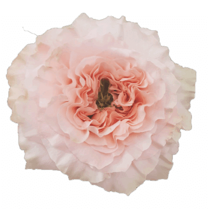 Rose Princess Crown 50cm rprim