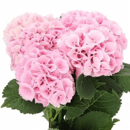 Hydrangea Lolly Pop holl(STEM)