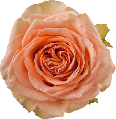 c02f3244-cd39-48ac-929e-6be2186a9e8d.png Rose Country Home 40cm rfi - Image 1