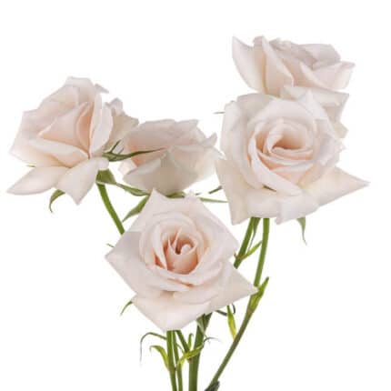 Rose Spray Champagne Maj. 60cm