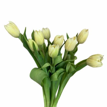 Tulip Dbl Verona holl