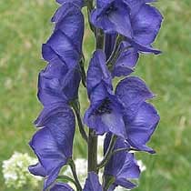 Monkshood  90 holl (blue)