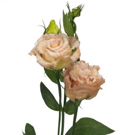Lissy Apricot rio sel