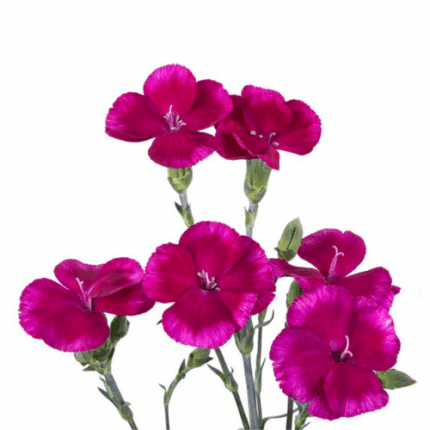Dianthus Sparkz Fuchsia golden