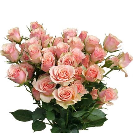 RoseSpray Ilse rio