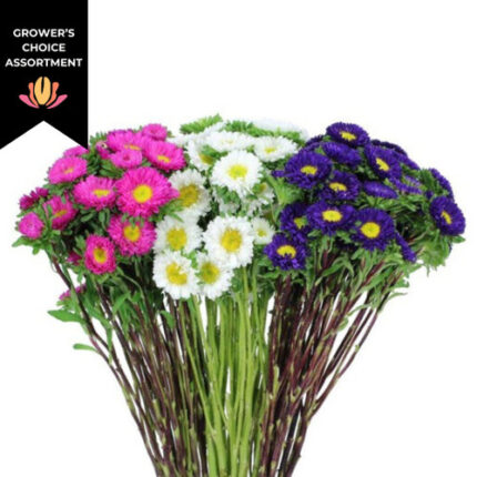 Aster Matsu Asst(6case) bella