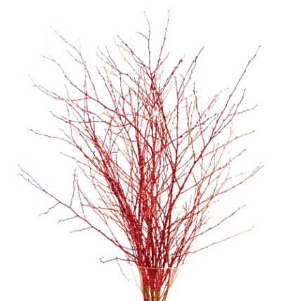 Birch Red Glitter 3-4' 5stm