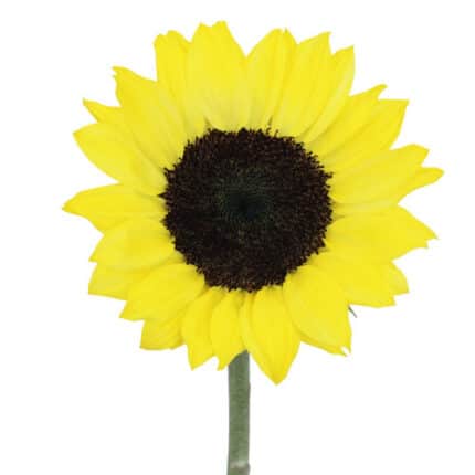 Sunflower Lemon sel esmer