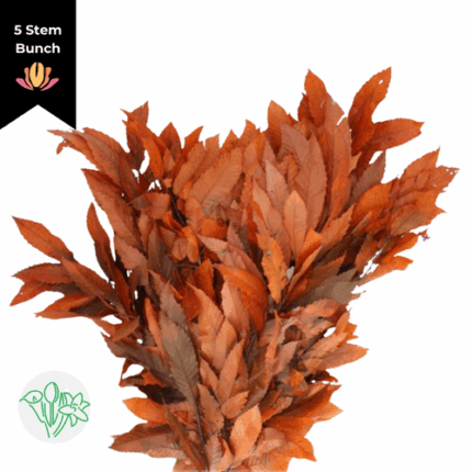 Dried Castanea Orange holl
