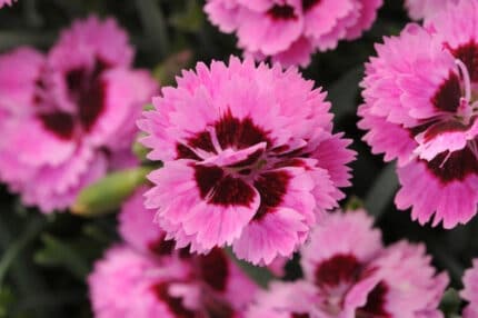 Dianthus Lilac holl