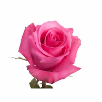 Rose CottonCandy 60cm rfi