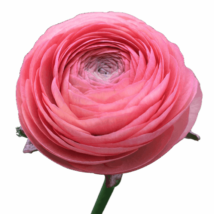 Ranunculus Cloony Peonia holl