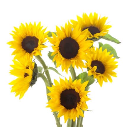 Sunflower Petite Yellow brown