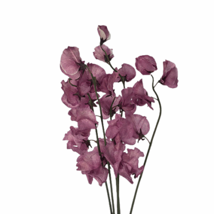 Sweet Pea Bordeaux holl(purple