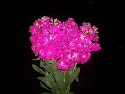 STOCK rose bmark