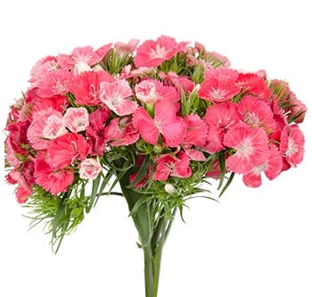 Dianthus Coral holl