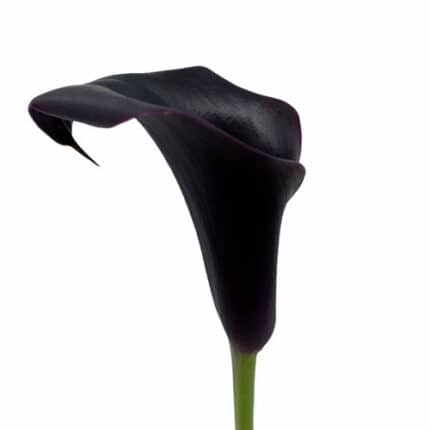 Callas Black Forest esmeralda