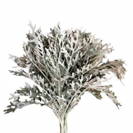 Dusty Miller Lacey bella