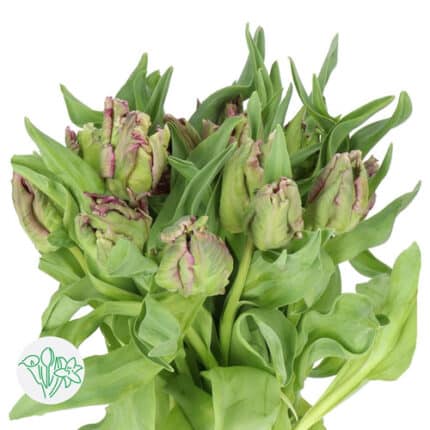 Tulip Parrot Lavender holl