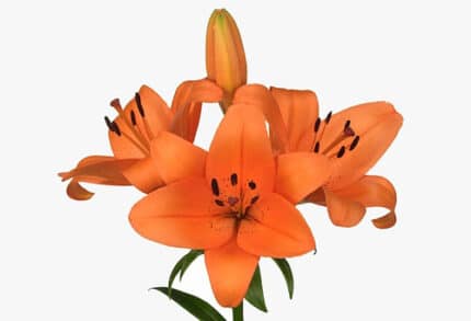 Lily La SouthPoint holl