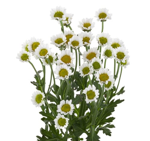 c120bd20-6335-4f49-b8cf-6844e8680acf.jpg Pom Micro Daisy White golden - Image 1