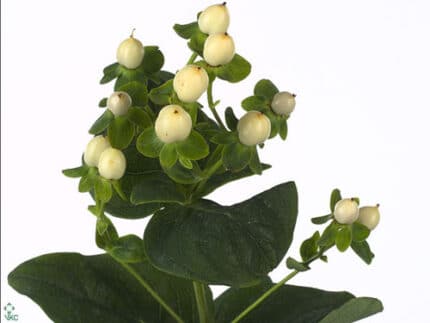 Hypericum White 60cm fresca