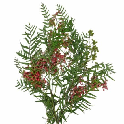 Pepperberry Red Hang evergreen