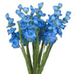 Delphinium 21" blue bush x12 - Image 2