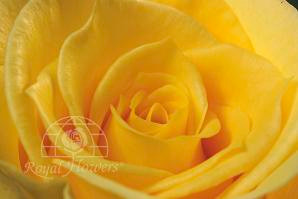 AURORA 60 rfi(yellow)