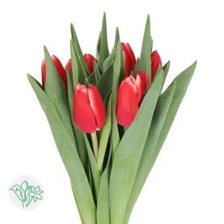Tulip Kung Fu holl