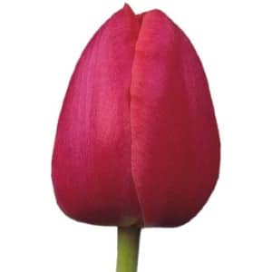Tulip French Hot Pink holl