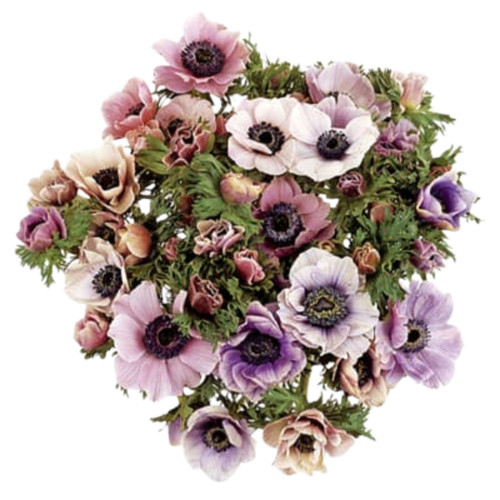 c1538fc5-9134-4318-8c13-edcdba1c3661.jpg Anemone Pastel tessa - Image 1