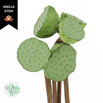 Lotus Pods holl(st)