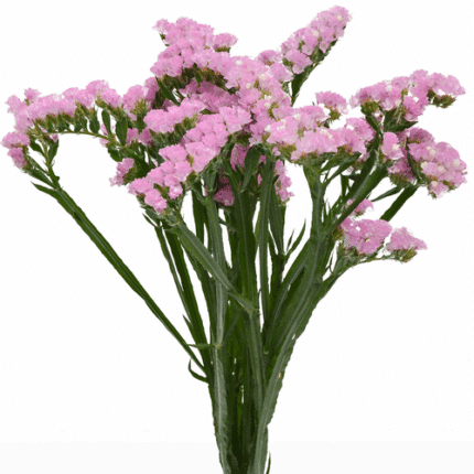 Statice Pink SupSel Rio