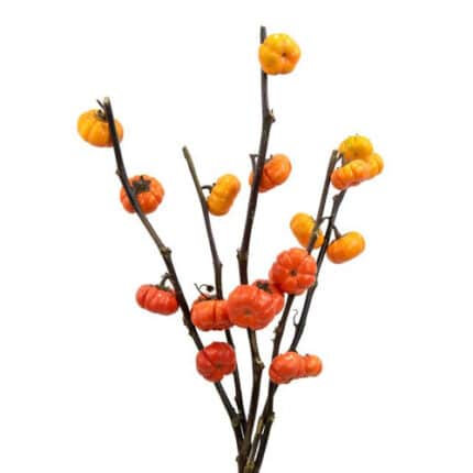 Pumpkin Tree camflor