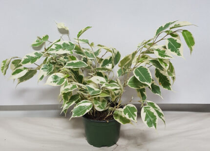 4" POTTED VARG FICUS