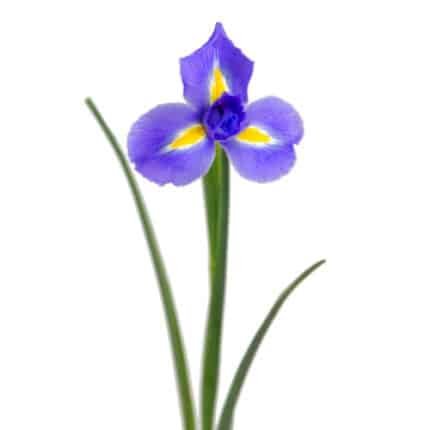 Iris Tigris holex