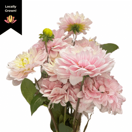 Dahlia Sweet Dream local