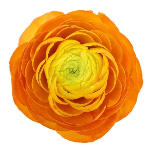 c1a986a2-d3dc-4d3f-b50c-f07e443d7caa.jpg Ranunculus Org rio supsel - Image 1