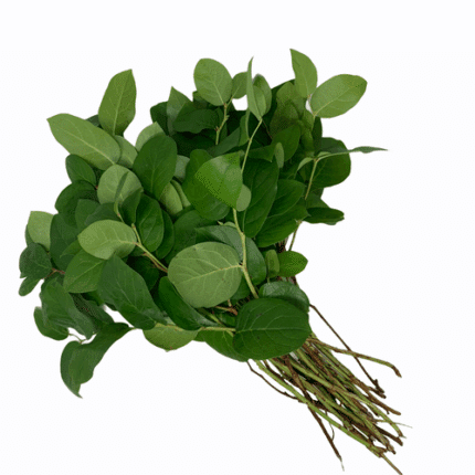Salal Papoose (Lemon Leaf Tips)