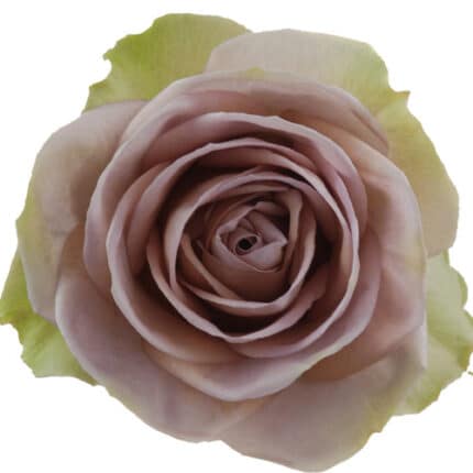 Rose Amnesia 60cm rprima