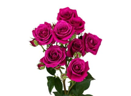 RoseSpray Hot Maj toscana