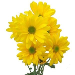 Pom Daisy Radiante Yellow gdns